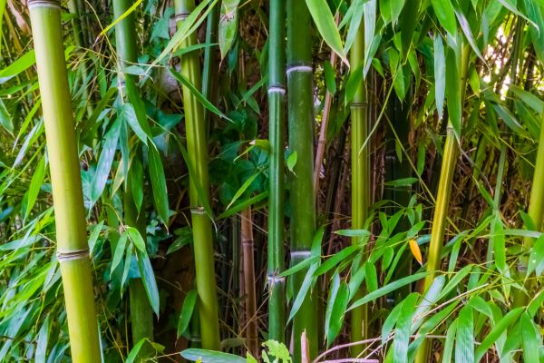 Bamboo Trimming in Loveland
