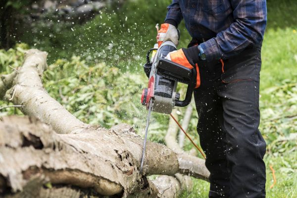 Branch Removal Service in Loveland