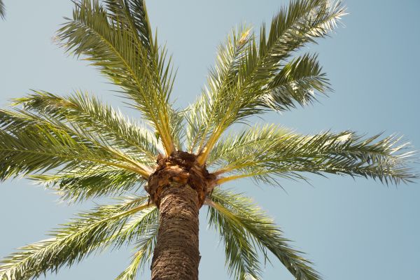 Palm Tree Pruning in Loveland