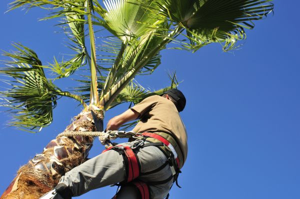 Palm Tree Trimming in Loveland