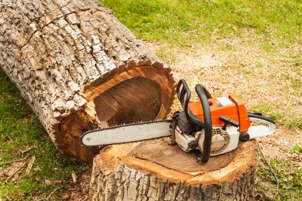 Tree Cutting Service in Loveland