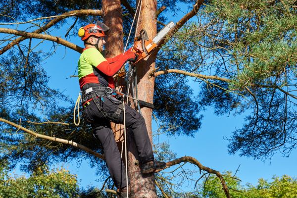Tree Service in Loveland