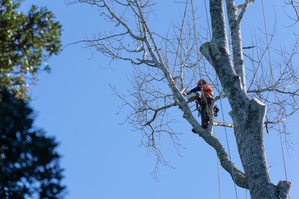 Tree Topping Service in Loveland