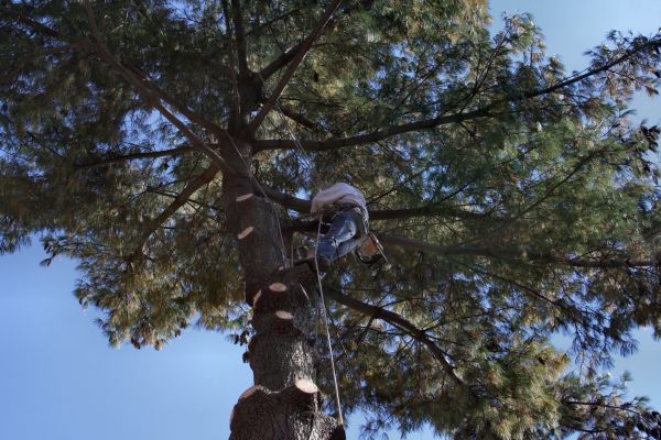 Trimming Service in Loveland
