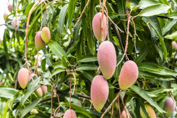 Mango Tree Trimming in Loveland