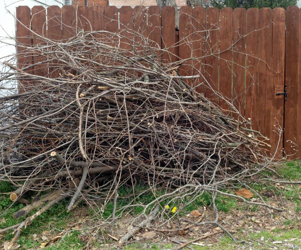 Dead Branch Removal in Loveland
