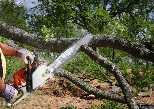 Tree Branch Cutting in Loveland