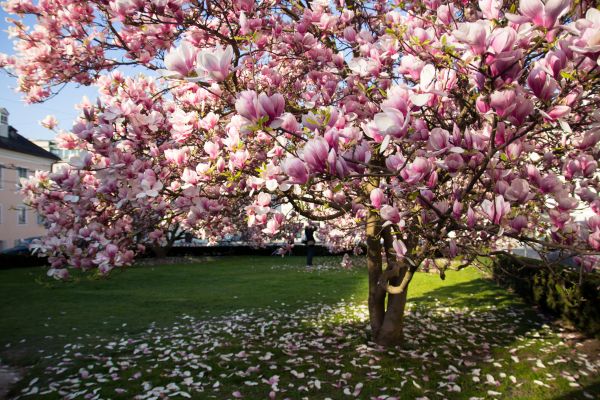 Ornamental Tree Pruning in Loveland