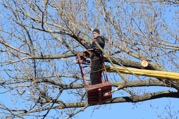 Emergency Tree Trimming in Loveland