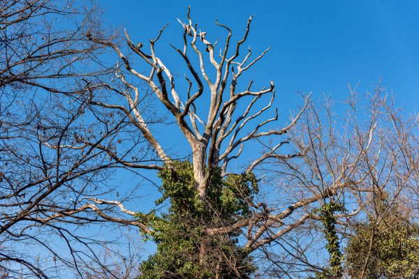 Deadwood Removal in Loveland