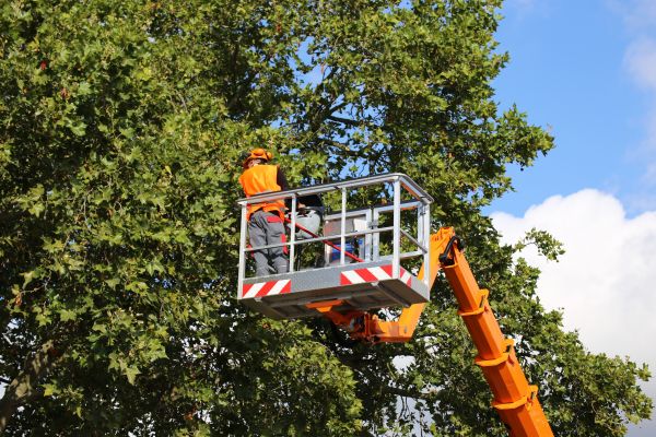 Commercial Tree Service in Loveland