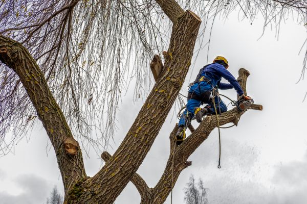 Tree Maintenance Service in Loveland