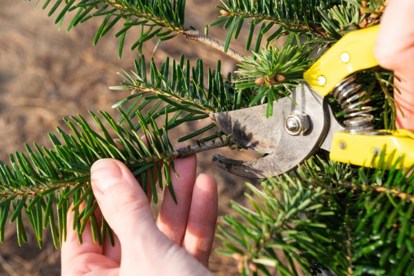 Pine Tree Pruning in Loveland