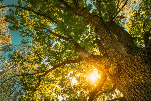 Cost of Oak Tree Pruning in Loveland