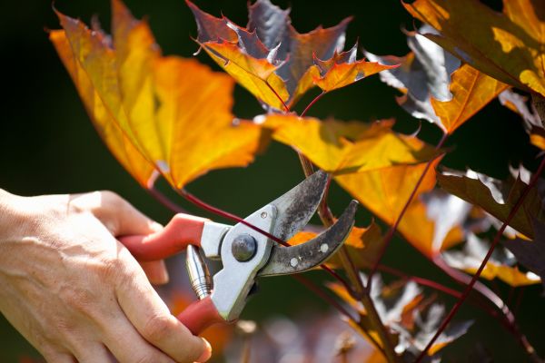 Cost of Maple Tree Pruning in Loveland