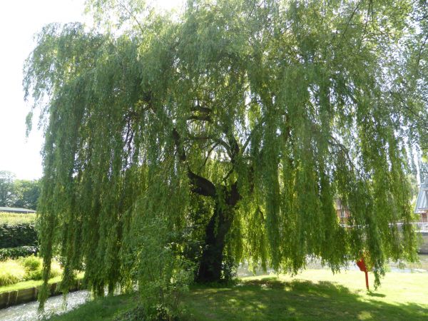 Willow Tree Trimming in Loveland