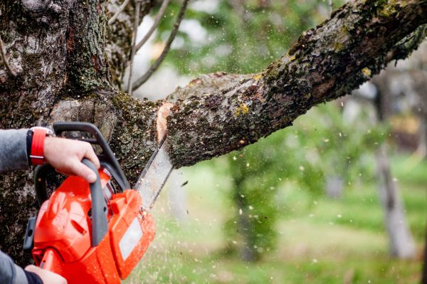 Cost of Tree Limbs Removal in Loveland