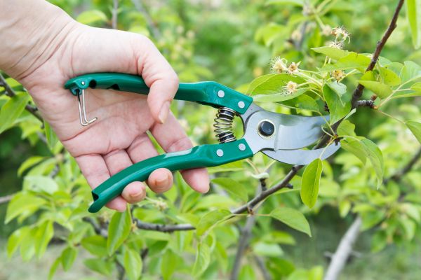 Cost of Pear Tree Pruning in Loveland