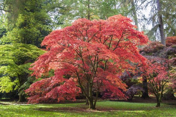 Japanese Maple Pruning in Loveland
