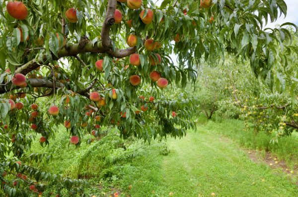 Cost of Peach Tree Pruning in Loveland
