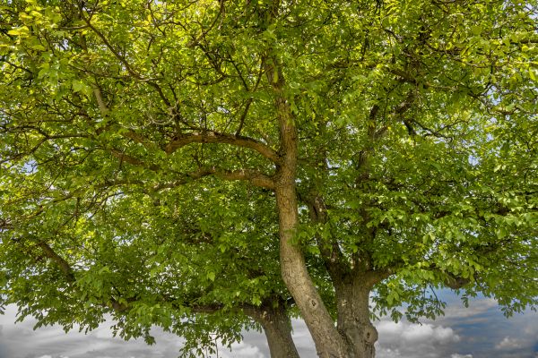 Walnut Tree Trimming in Loveland