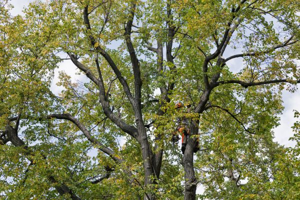 Tree Crown Shaping in Loveland