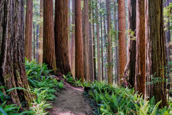 Redwood Tree Trimming in Loveland