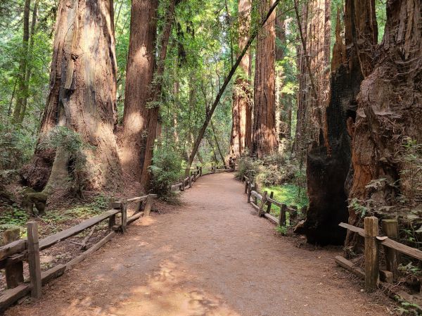 Redwood Tree Pruning in Loveland