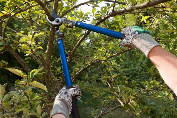 Residential Tree Pruning in Loveland