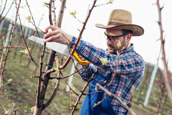 Orchard Tree Pruning in Loveland
