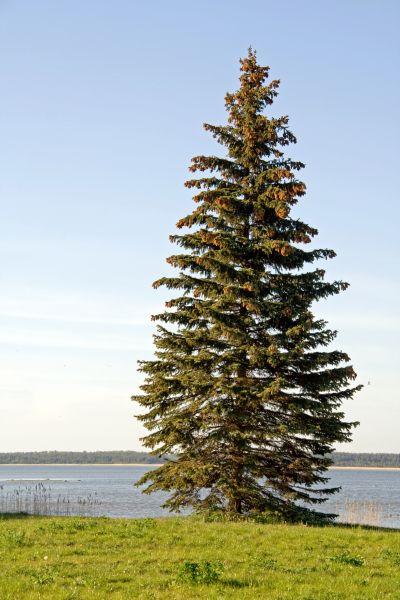 Spruce Tree Pruning in Loveland