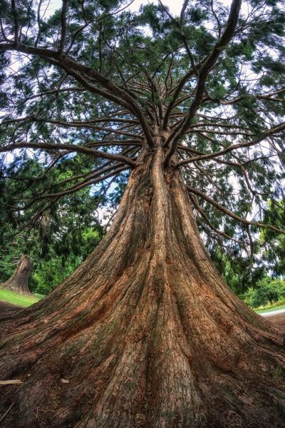 Cedar Tree Pruning in Loveland