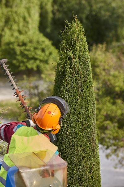 Cypress Tree Trimming in Loveland