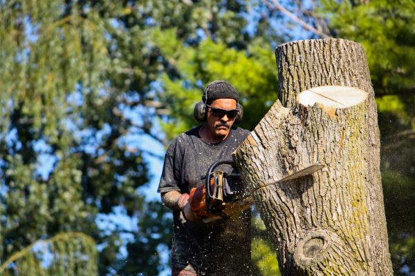 Ash Tree Pruning in Loveland