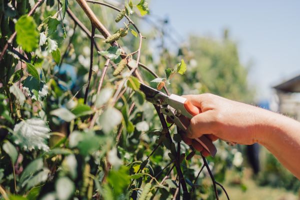 Birch Tree Pruning in Loveland