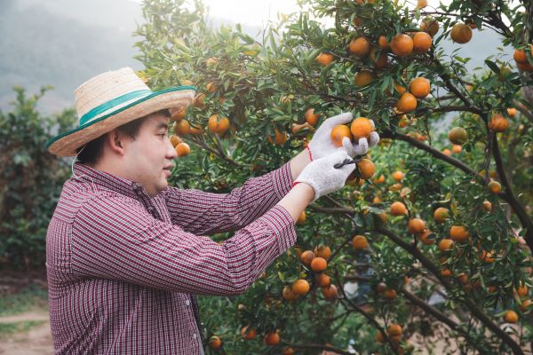 Orange Tree Pruning in Loveland