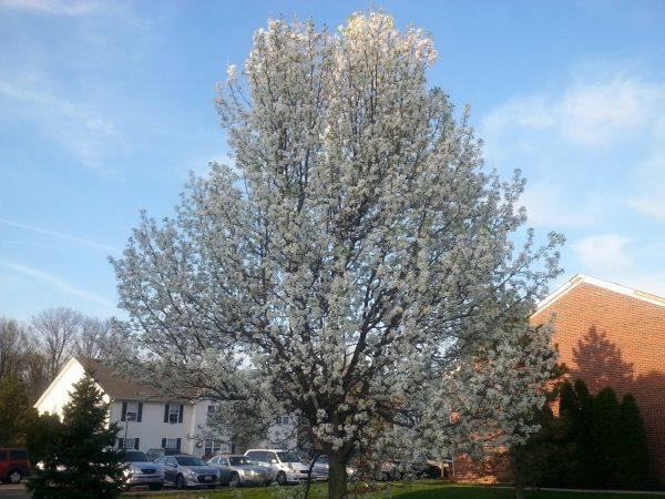 Bradford Pear Tree Pruning in Loveland