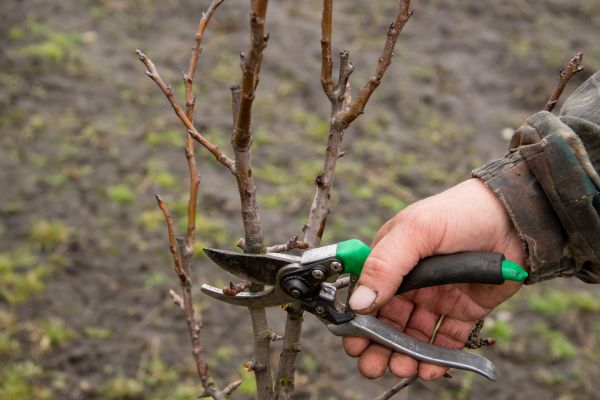 Cost of Pear Trees Pruning in Loveland