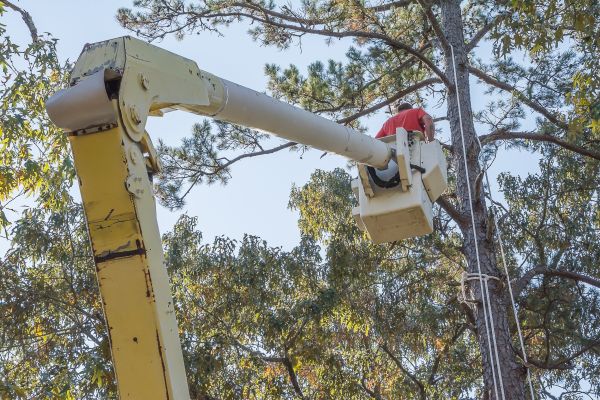 Limbs Trimming in Loveland