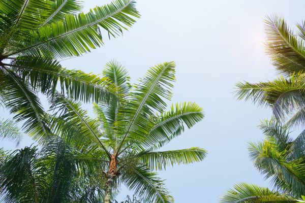 Queen Palm Tree Trimming in Loveland