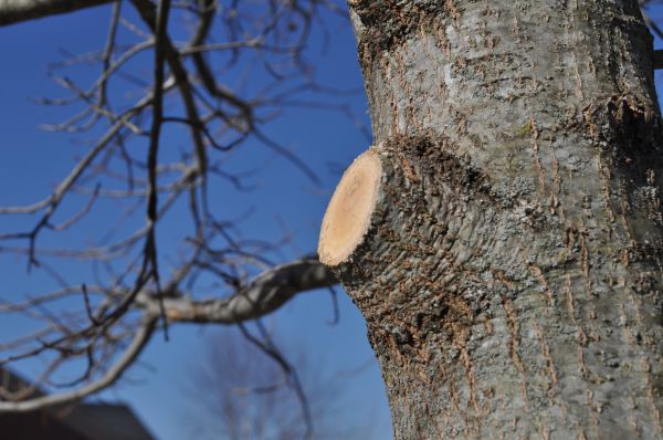 Limb Pruning in Loveland