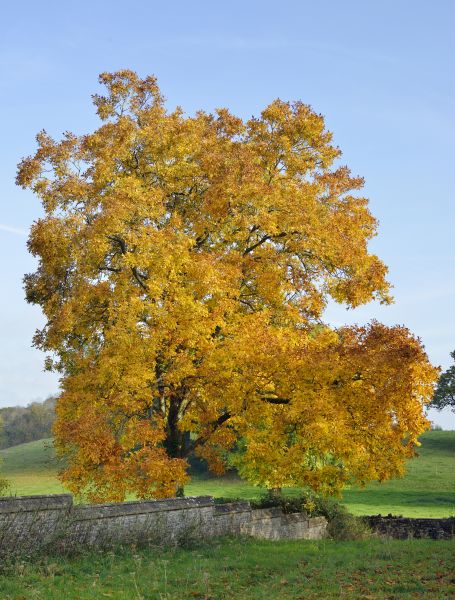 Hickory Tree Trimming in Loveland