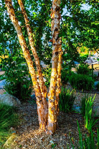 River Birch Trimming in Loveland