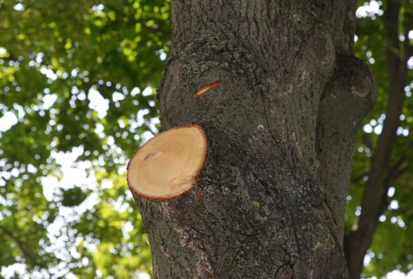 Limb Cutting in Loveland