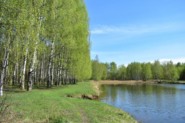 River Birch Pruning in Loveland