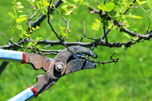 Branches Pruning in Loveland
