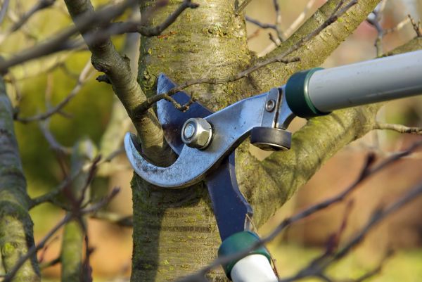 Tree Limb Trimming Service in Loveland