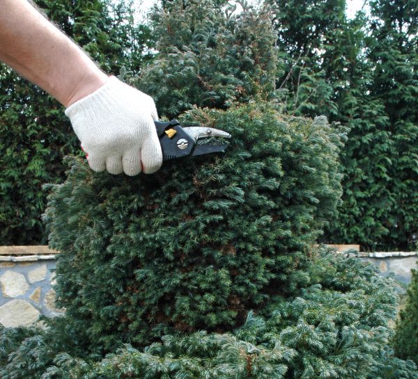 Ornamental Tree Trimming in Loveland