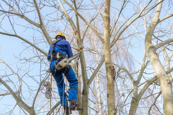 Large Tree Trimming in Loveland