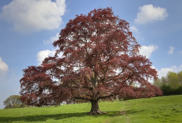 Beech Tree Pruning in Loveland